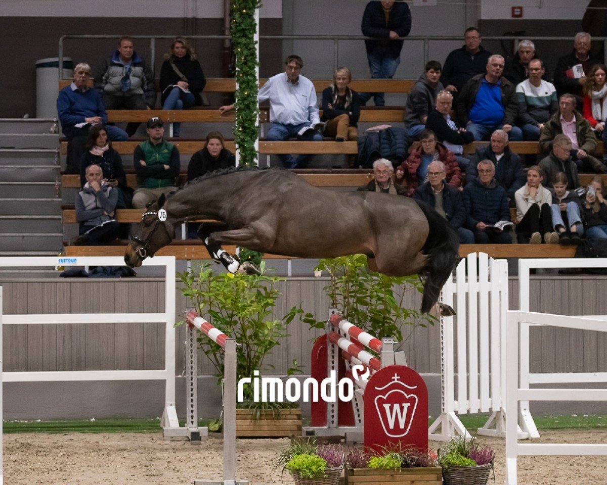 horse Hengst von Haaland / Stakkato Gold (Oldenburg show jumper, 2022, from Haaland)