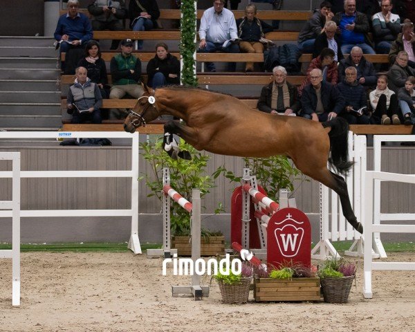 Pferd Hengst von Emerald van het Ruytershof / Cumthago C (Zangersheide Reitpferd, 2022, von Emerald van 't Ruytershof)