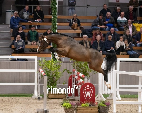 horse Hengst von Hardrock Z / Kannan (Westphalian, 2022, from Hardrock Z)