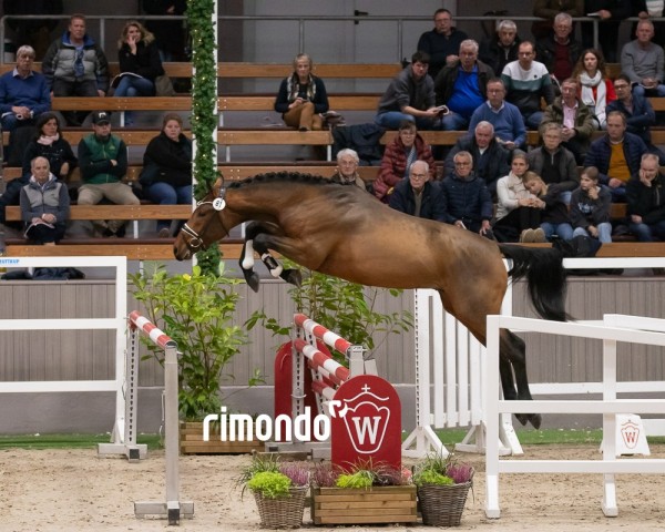 Pferd Hengst von Levi VDL / Sable Rose (Calvados) (KWPN (Niederländisches Warmblut), 2022, von Levi VDL)
