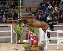 Pferd Hengst von Levi VDL / Sable Rose (Calvados) (KWPN (Niederländisches Warmblut), 2022, von Levi VDL)