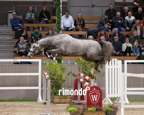 Deckhengst Hengst von Kassander van 't Roosakker / I'm Special de Muze (KWPN (Niederländisches Warmblut), 2022, von Kassander van het Roosakker)