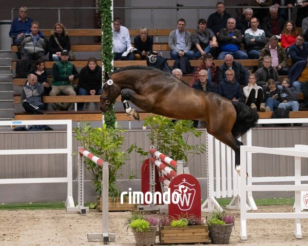 stallion Hengst von Heartbreaker / Calvaro (Oldenburg show jumper, 2022, from Heartbreaker)