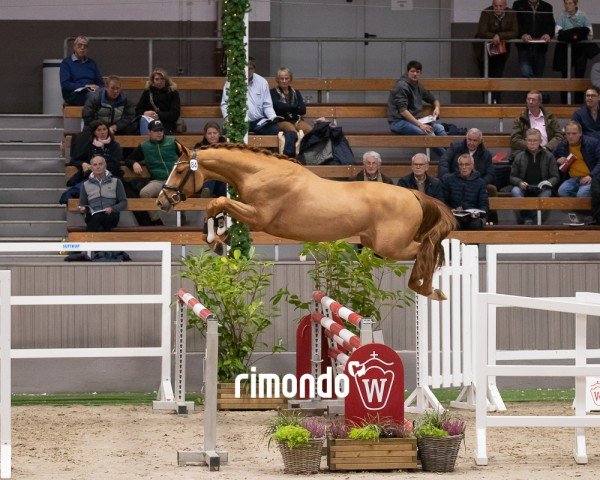 Deckhengst Stig (KWPN (Niederländisches Warmblut), 2022, von Mcallister VDL)