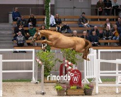 Deckhengst Stig (KWPN (Niederländisches Warmblut), 2022, von Mcallister VDL)