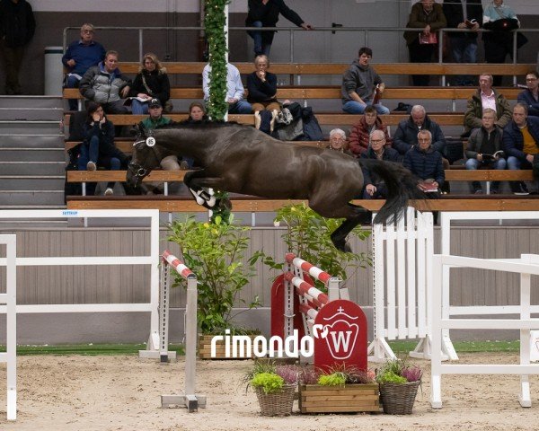 stallion Hengst von New Pleasure VDL / C-Indoctro (KWPN (Royal Dutch Sporthorse), 2022, from New Pleasure VDL)