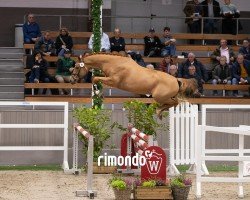 Deckhengst Hengst von United Touch S / Wandor v.d.Mispelaere (Belgisches Warmblut, 2022, von United Touch S)
