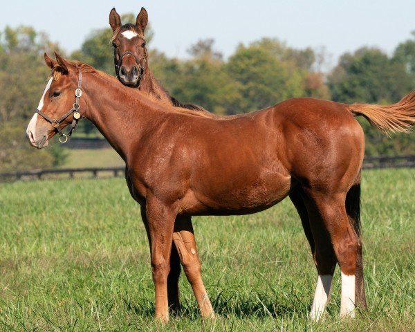 horse Hengst von Flightline xx (Thoroughbred, 2024, from Flightline xx)