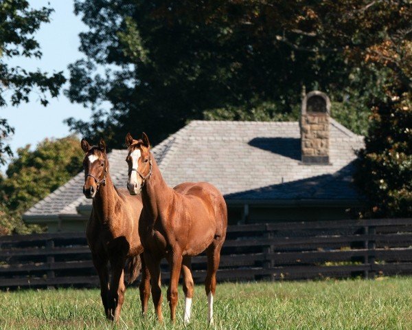 horse Stute von Gun Runner xx (Thoroughbred, 2024, from Gun Runner xx)