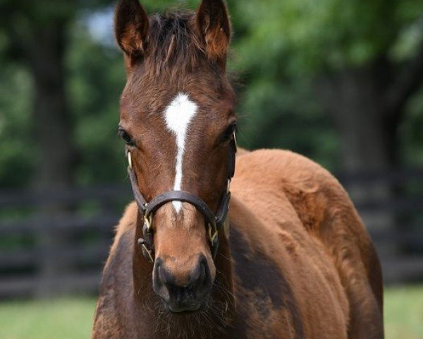 horse Skinner xx (Thoroughbred, 2020, from Curlin xx)