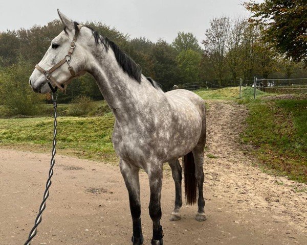 Pferd Stute von Asca Z (Zangersheide Reitpferd, 2021, von Asca Z)