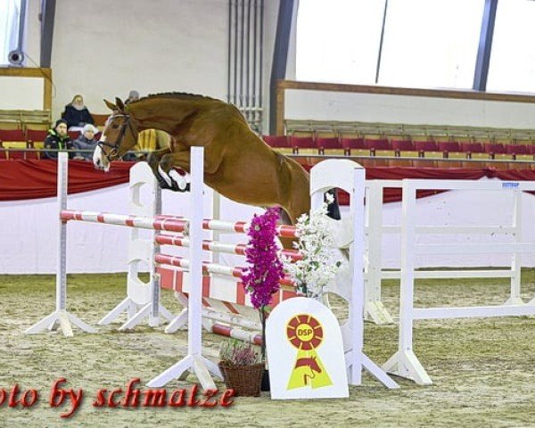 horse Stakkata Gold D'Almé (German Sport Horse, 2021, from Stakkato Gold)