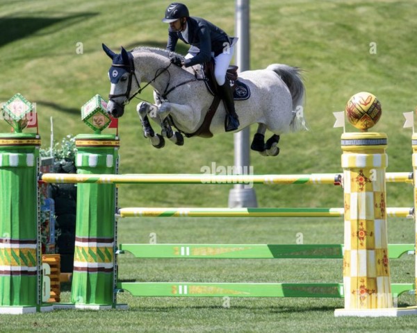 jumper Dorado de Riverland (Selle Français, 2013, from Untouchable M)
