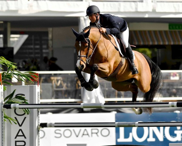 Springpferd Columbia W (KWPN (Niederländisches Warmblut), 2007, von Douglas)