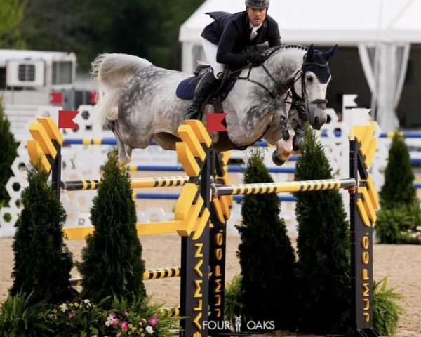 jumper El Diablo du Nord (Swedish Warmblood, 2014, from Durrant)