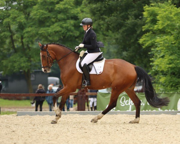 dressage horse Domino's Trust (Rhinelander, 2017, from Diacontinus)