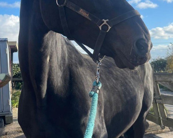 broodmare Espri (Westphalian, 2007, from Ehrenpreis)