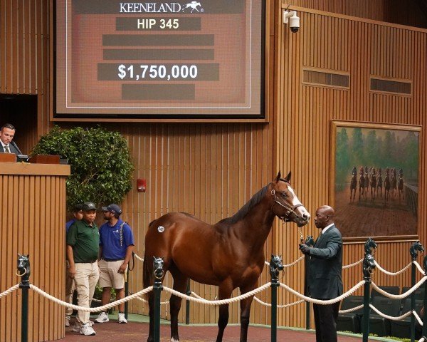 horse Hengst von Into Mischief xx (Thoroughbred, 2023, from Into Mischief xx)