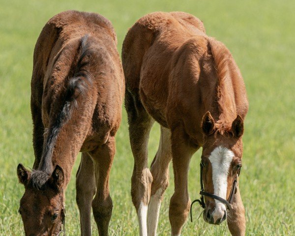 horse Hengst von Curlin xx (Thoroughbred, 2024, from Curlin xx)
