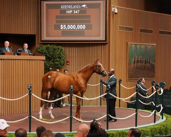 horse Hengst von Curlin xx (Thoroughbred, 2023, from Curlin xx)