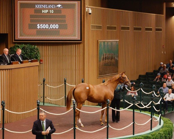 horse Stute von Curlin xx (Thoroughbred, 2023, from Curlin xx)