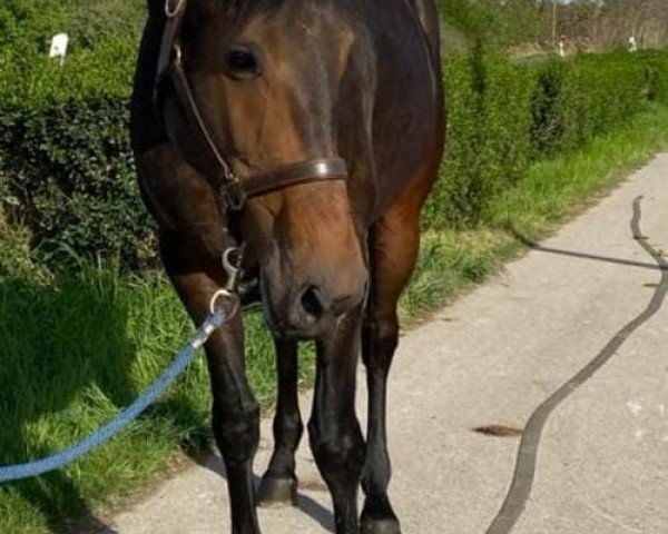 horse Duchess of dreams (KWPN (Royal Dutch Sporthorse), 2019, from Just Wimphof)