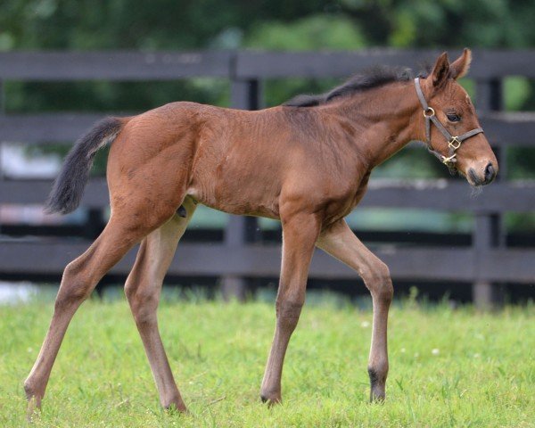 horse Hengst von Good Magic xx (Thoroughbred, 2024, from Good Magic xx)