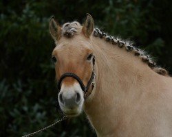 horse Karli Kartoffel S (Fjord Horse, 2019)