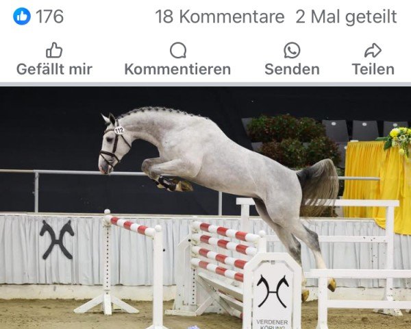 stallion Hengst von Casino Berlin / Lordanos (Oldenburg show jumper, 2022, from Casino Berlin OLD)