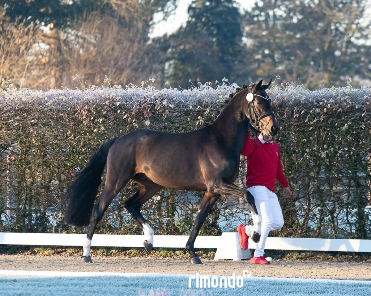 stallion Hengst von Belantis I / Fiderbach (KWPN (Royal Dutch Sporthorse), 2022, from Belantis)
