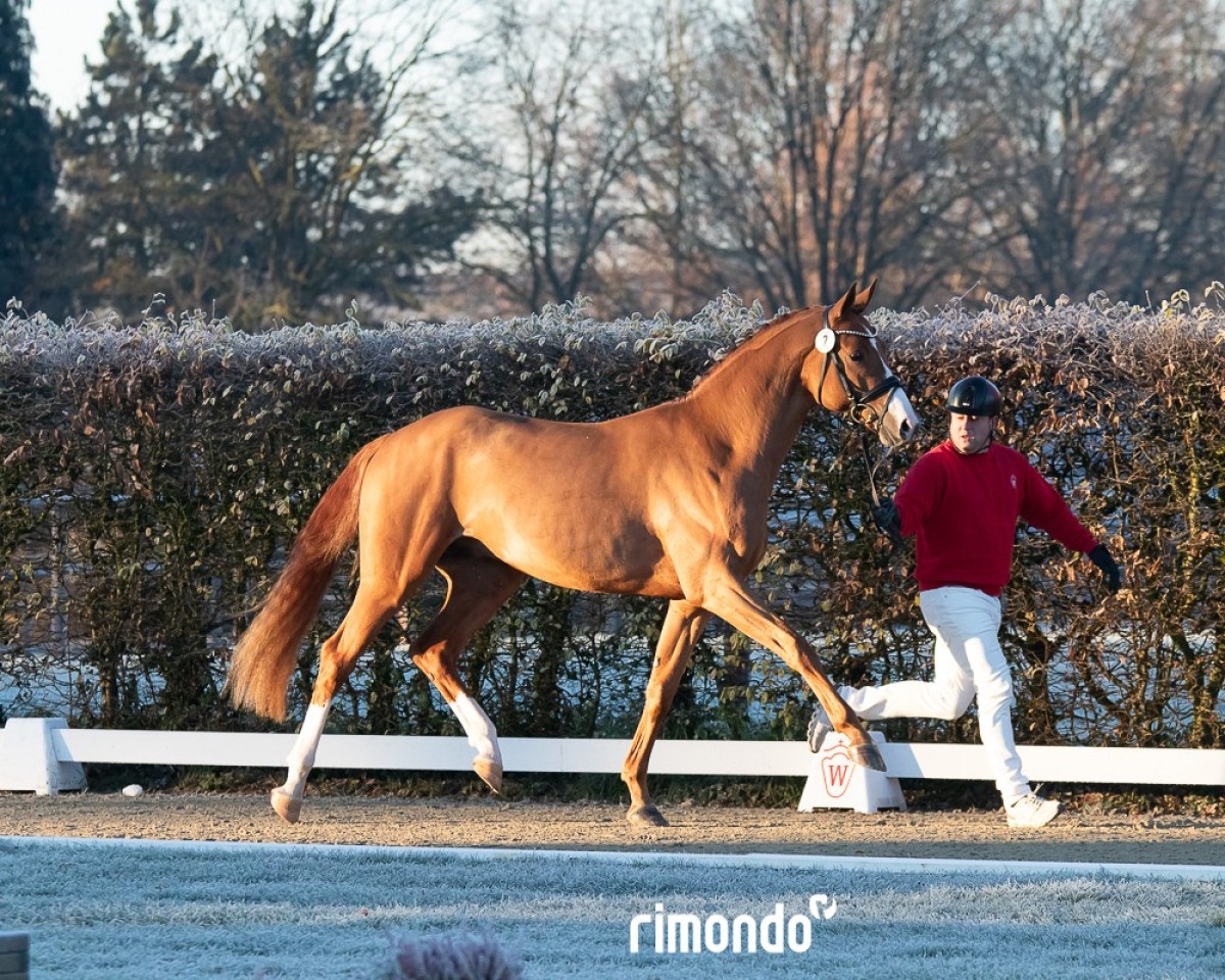 stallion Best Boy (German Sport Horse, 2022, from Belantis II)
