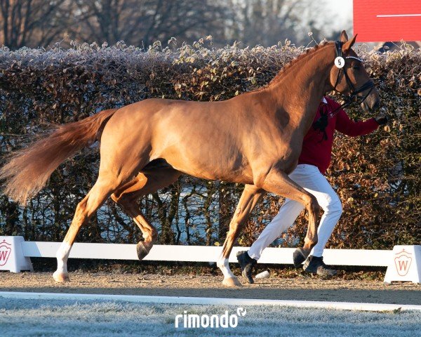 horse Hengst von Bon Vivaldi NRW / Waterford (Hanoverian, 2022, from Bon Vivaldi NRW)