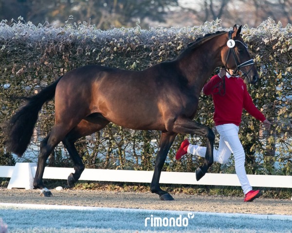stallion Besitos (Westphalian, 2022, from Callaho's Benicio)