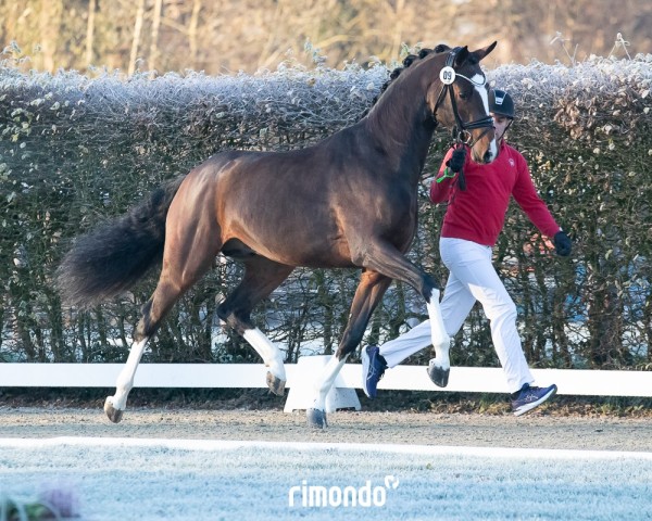 Deckhengst Desigual (Westfale, 2022, von Debutant PS)