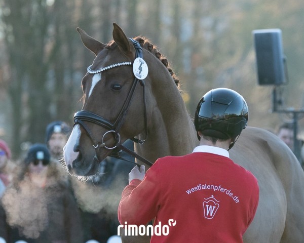 stallion Hengst von Benicio / Vivaldi (Westphalian, 2022, from Callaho's Benicio)