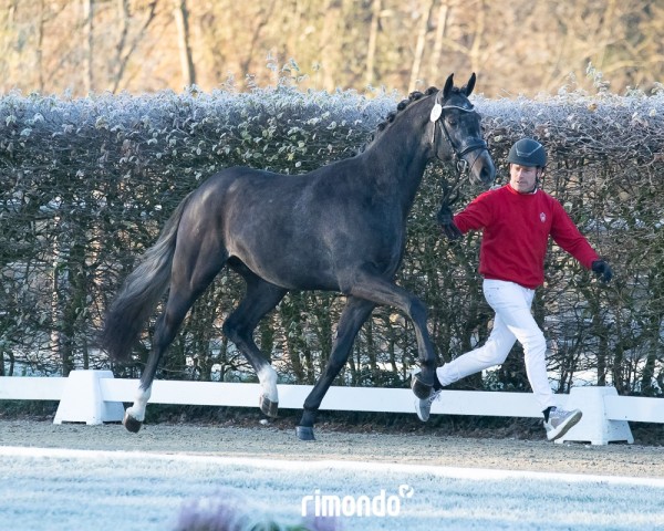 Pferd Del Corazón L (Westfale, 2022, von Destello OLD)