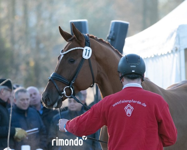 stallion Destalis (Westphalian, 2022, from Destacado FRH)