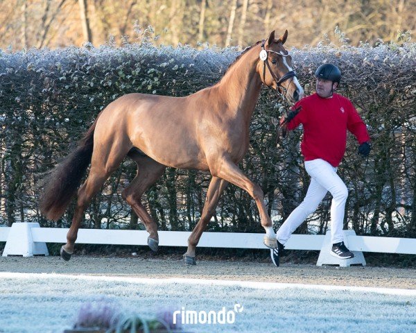 stallion Hengst von Dynamic Dream / Johnson (Westphalian, 2022, from Dynamic Dream)