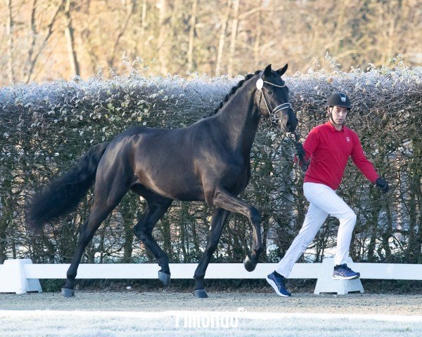stallion Deep Blue (Oldenburg, 2022, from Dynamic Dream)