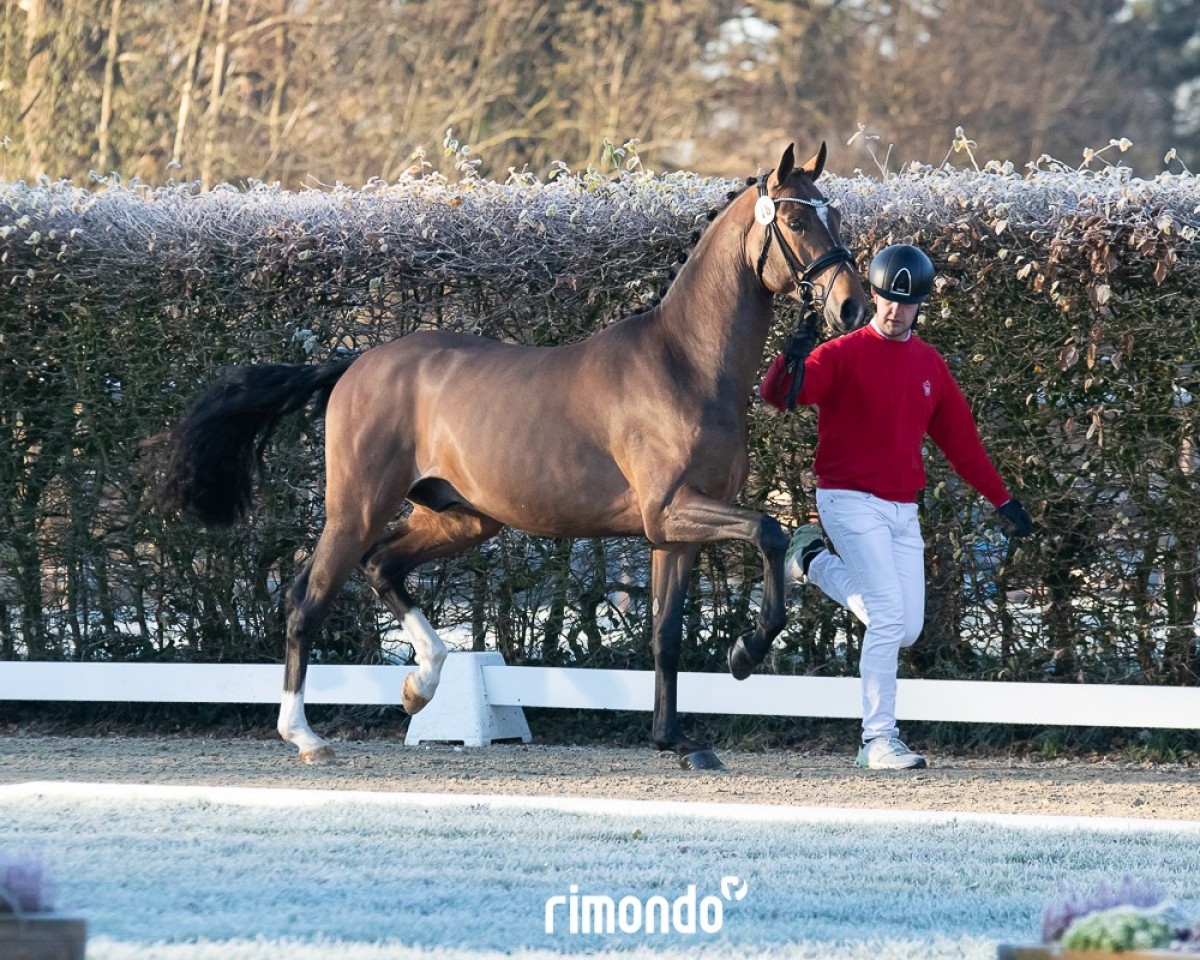 Pferd Emilio-Romagno SBE (Oldenburger, 2022, von Ellis NRW)
