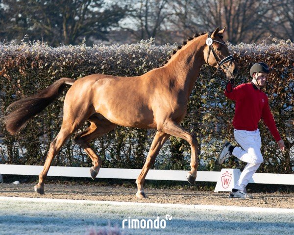 stallion Dynamic Gold GE (German Sport Horse, 2022, from Dynamic Dream)