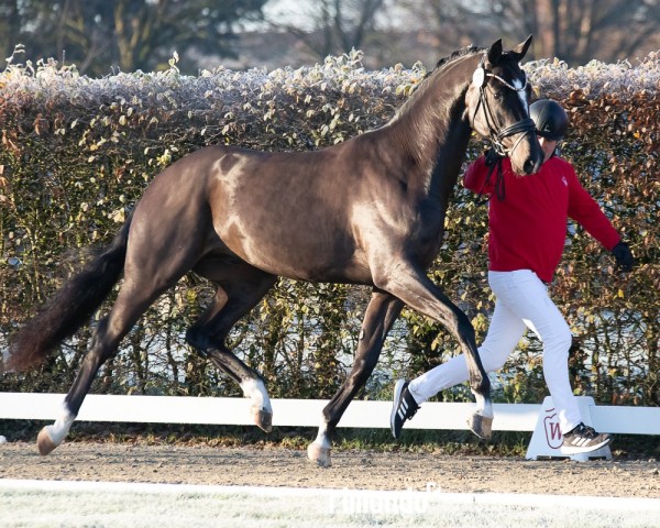 stallion Hengst von Franco Nero / Dante Weltino (Hanoverian, 2022, from Franco Nero)