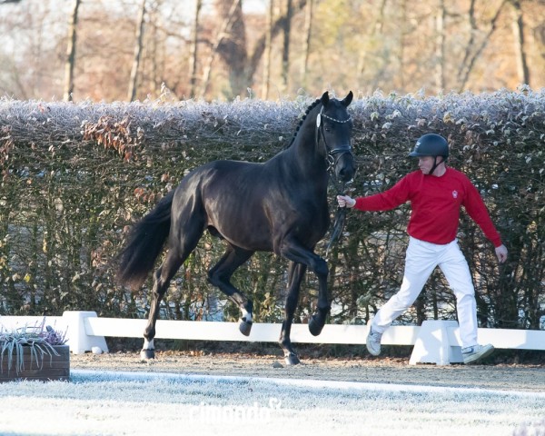 Pferd Sedoc (KWPN (Niederländisches Warmblut), 2022, von For Romance I)