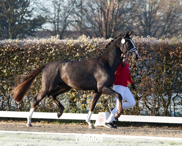 stallion Hengst von Franziskus / Rock Forever NRW (Westphalian, 2022, from Franziskus FRH)