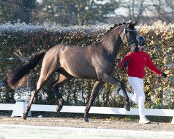 Deckhengst My Monet (Westfale, 2022, von Morricone)