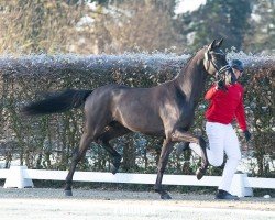 stallion Sezou (Oldenburg, 2022, from Sezuan)