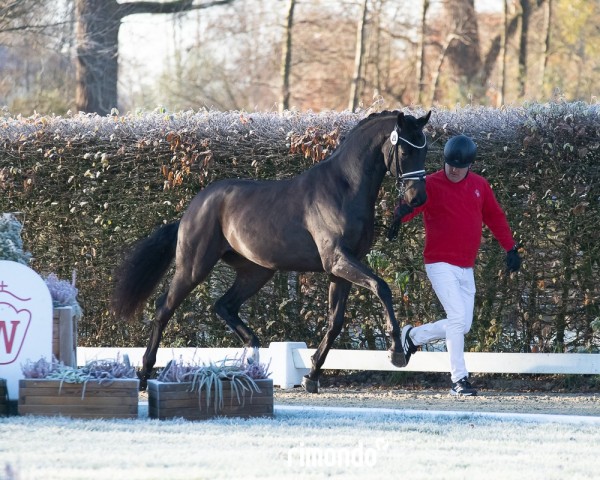 horse Hengst von Sir Donnerhall I / Jazz (Westphalian, 2022, from Sir Donnerhall I)