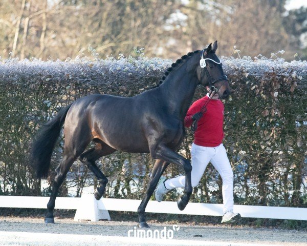 stallion Sungino Perfect de Pad (Westphalian, 2022, from So Perfect)