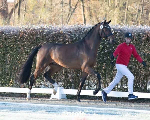 stallion Hengst von Total McLaren / Asgard's Ibiza (Hanoverian, 2022, from Total McLaren)