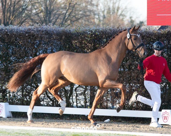 stallion Hengst von Total Diamond PS / Vitalis (Westphalian, 2022, from Total Diamond PS)